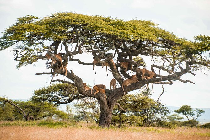 12-Day Best of Kenya and Tanzania Wildlife Encounter Safari - Booking and Pricing Details