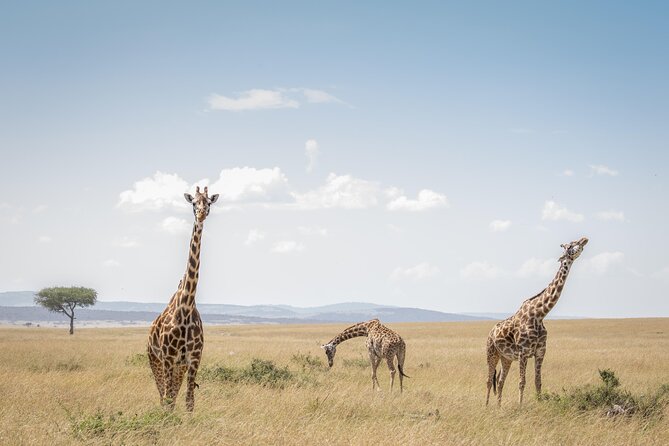 12-Day Best of Kenya and Tanzania Wildlife Encounter Safari - The Sum Up