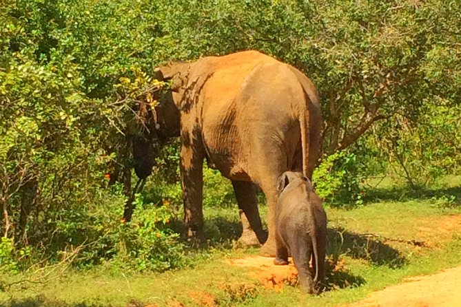 12 Day Explore Sri Lanka - Exploring the Ancient City of Anuradhapura