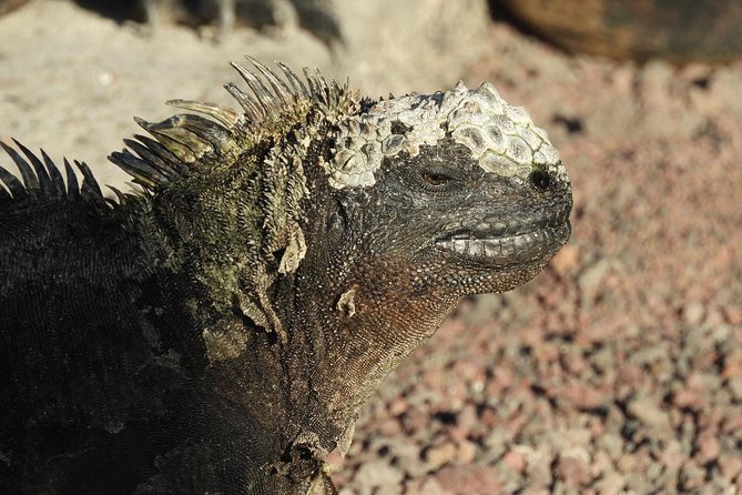 12-Day Galapagos Superior Adventure (Tourist Superior Class) - Directions