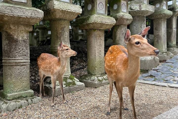 12-Day Japan Family Adventure through Tokyo, Kyoto, Osaka and Beyond by The Dragon Trip - Tokyo starts with sushi, temples and electric town