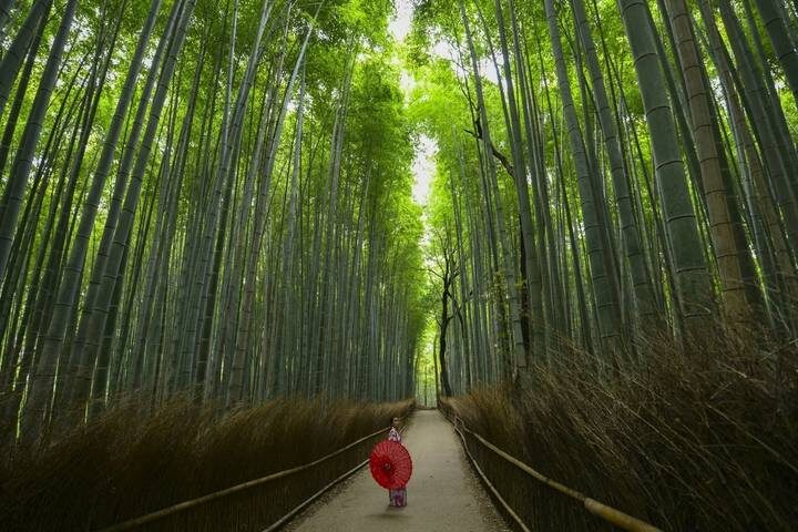 12-Day Japan Family Adventure through Tokyo, Kyoto, Osaka and Beyond by The Dragon Trip - Should you book this Japan family adventure?