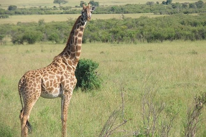 12-Day Kenya and Tanzania Budget Private Safari From Nairobi - Guest Reviews and Testimonials