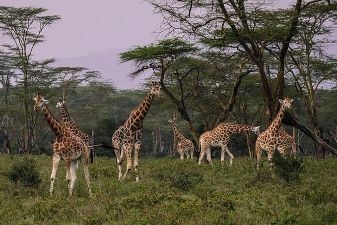 12-Day Kenya and Tanzania Safari Private Lodge Safari From Nairobi - Meals and Beverages Included