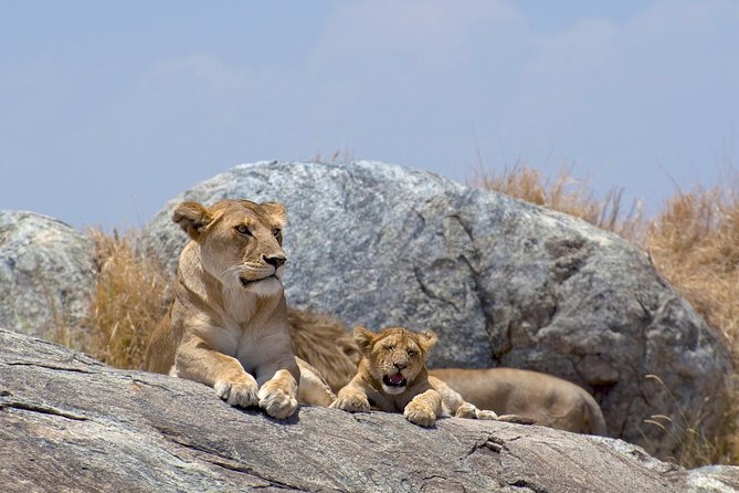 12-Day Kenya and Tanzania Safari Private Lodge Safari From Nairobi - Safari Experience Highlights