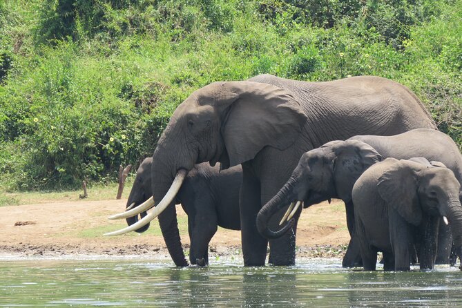 12-Day Moderately Priced Pearl of Africa - Uganda Private Safari - Pricing and Booking Information