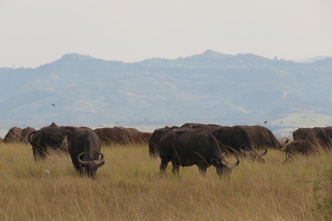 12-Day Moderately Priced Pearl of Africa - Uganda Private Safari - Frequently Asked Questions