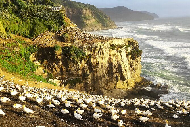 12 Day New Zealand Private Tour from Auckland to Queenstown - Good To Know