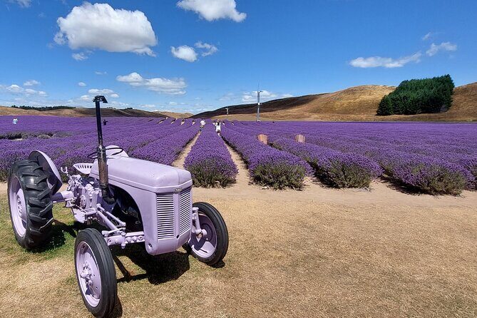 12 Day New Zealand Private Tour from Auckland to Queenstown - An In-Depth Look at the Itinerary