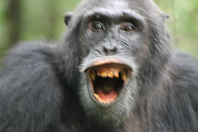12-Day Pearl of Africa Wildlife and Adventure Highlights - Hiking and Nature Walks