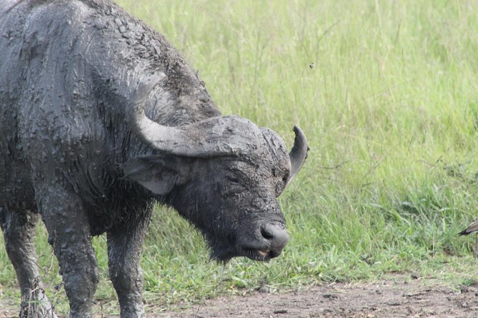 12-Day Pearl of Africa Wildlife and Adventure Highlights - Frequently Asked Questions