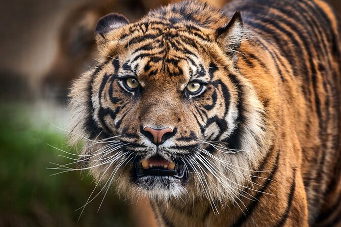 12 Day Royal Rajasthan Tour - Taj Mahal, Tigers, Lakes & Wildlife - Accommodation Options and Amenities