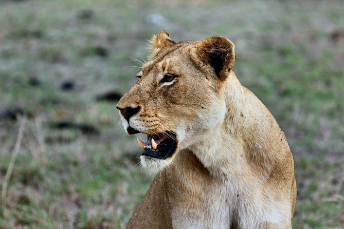 12 Days / 11 Nights Private Group Safari - Group Size and Guide Details