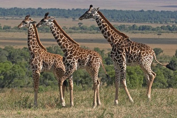 12 Days / 11 Nights Private Group Safari - Pickup and Meeting Information