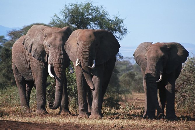 12 Days / 11 Nights Private Group Safari - Pricing and Booking Details