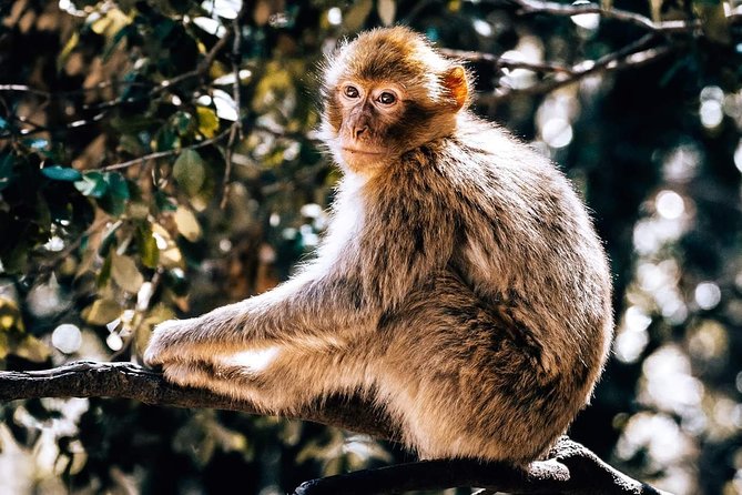 12 Days 11 Nights the Best of Morocco (Starts and End in Marrakesh) - Fez: Exploring the Ancient Medina and Cultural Heritage