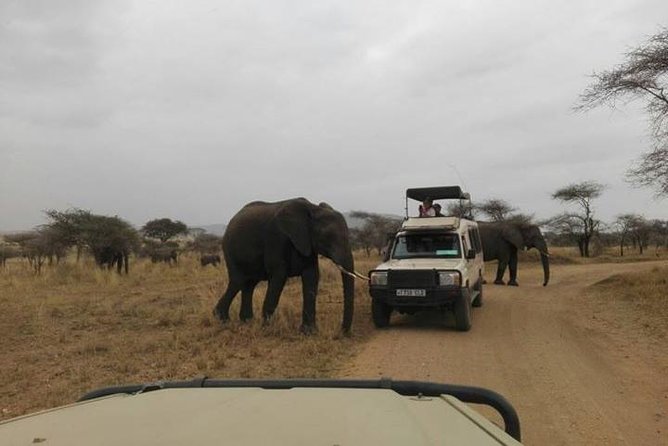 12 Days Amazing Tanzania Wildlife and Cultural Experience - Day 1: Arrival in Arusha