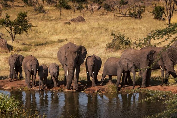 12 Days Amazing Tanzania Wildlife and Cultural Experience - Day 2: Tarangire National Park