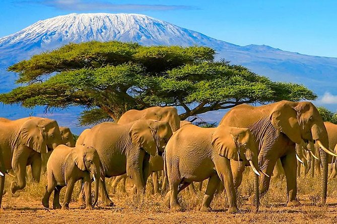 12-Days Best Of Kenya Big Five Wildlife Private Safari - Cultural Experiences