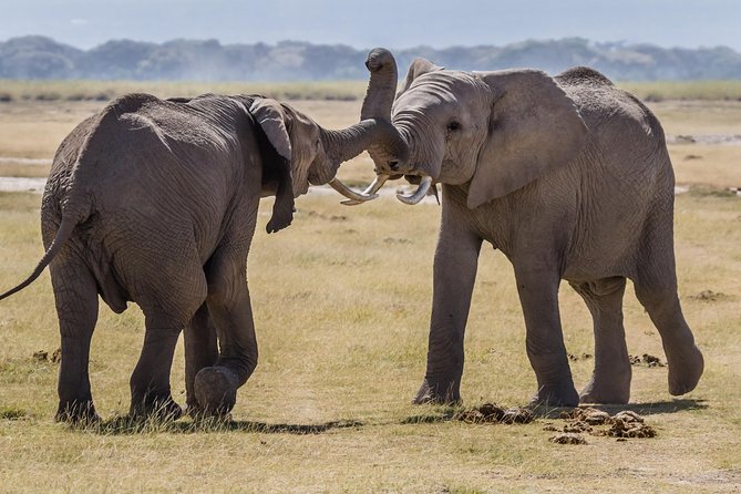 12-Days Best Of Kenya Big Five Wildlife Private Safari - Frequently Asked Questions