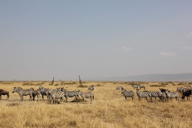 12 Days Best Of Kenya Tanzania Safari - Cultural Experiences