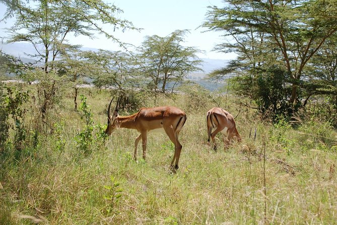 12 Days Best Of Kenya Tanzania Safari - Safari Guides