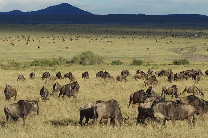 12 Days Best Of Kenya Tanzania Safari - Meals and Dining