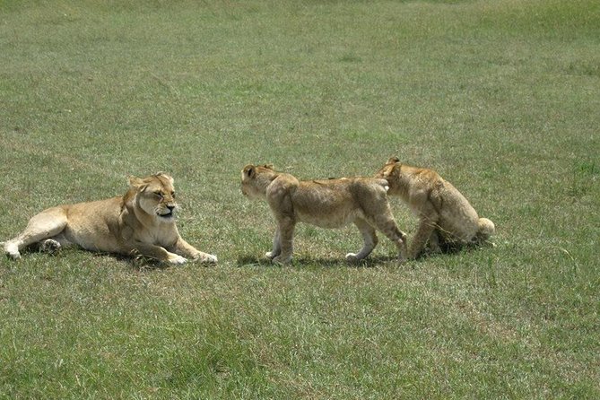 12 Days Best Of Kenya Tanzania Safari - Transportation
