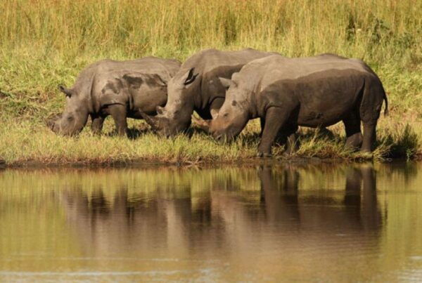 12 Days Best Of South Africa Tour - Johannesburg to CapeTown - Day 8-9: Wild Coast Adventure