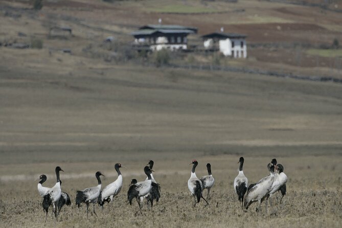 12 Days Bhutan In-depth Tour - Accommodation Details