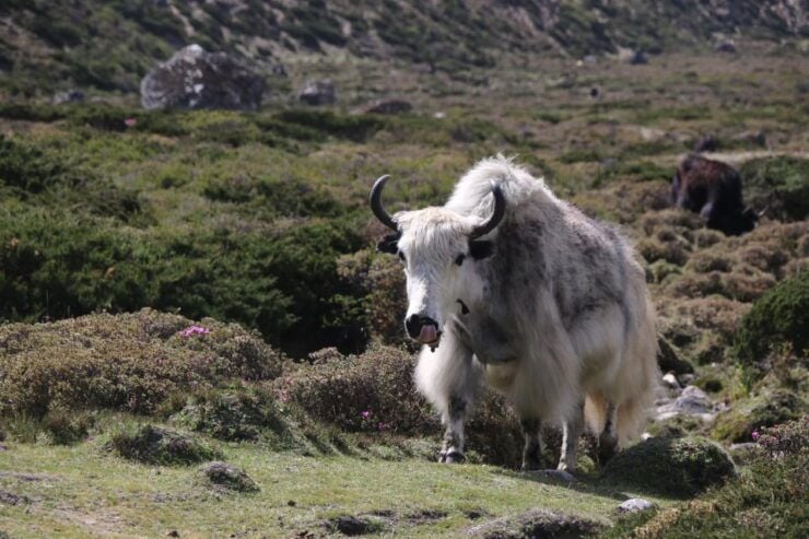 12 Days Everest Basecamp Trekking - Trip Duration and Availability