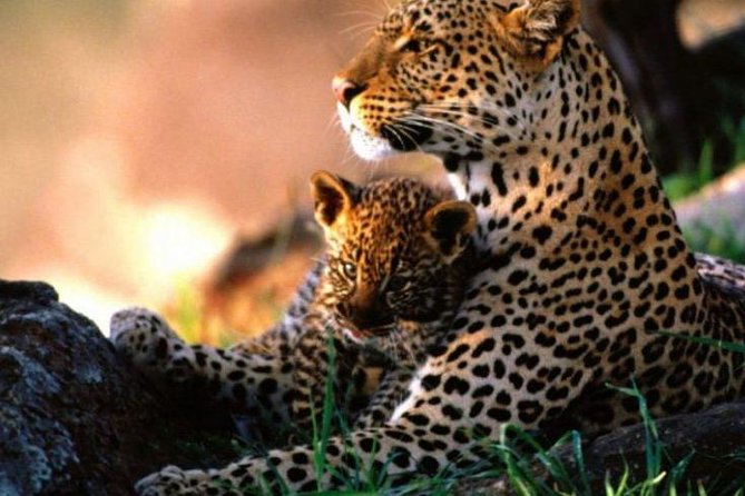 12 Days Exciting Kenya and Tanzania Safari Adventure - Wildlife Encounters and Conservation