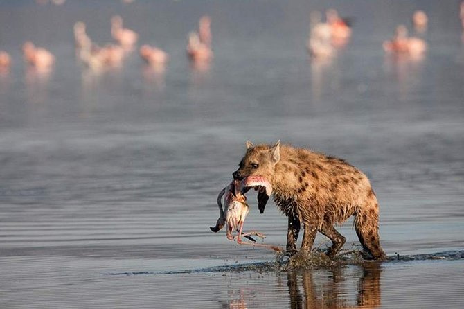 12 Days Exciting Kenya and Tanzania Safari Adventure - Safety Tips and Health Information