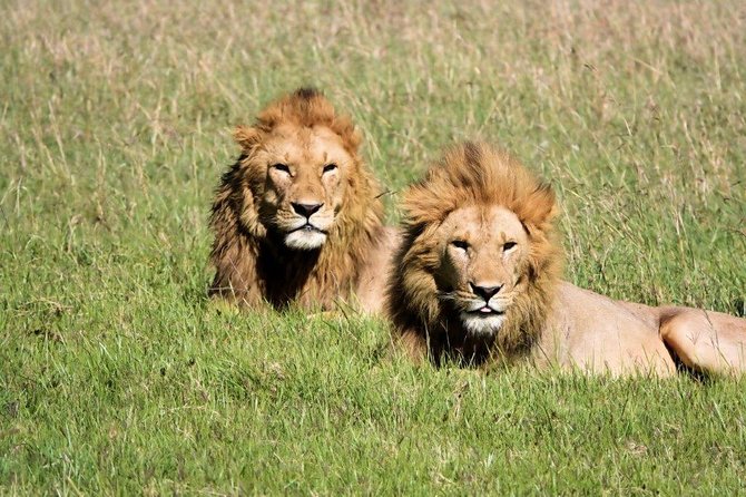 12 Days Kenya and Tanzania Safari Private Lodge From Nairobi - Tour Itinerary Overview