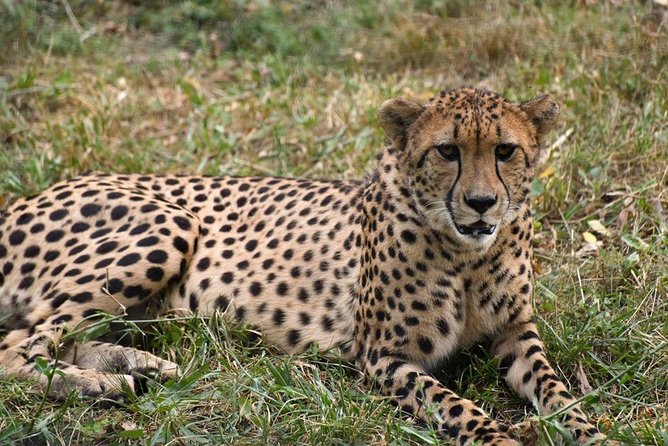 12 Days Kenya Safari Holidays - Day 2: Explore Maasai Mara National Reserve