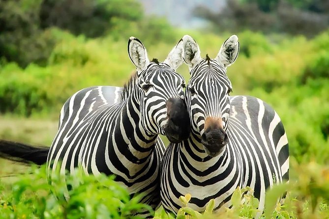 12 Days Kenya Safari Holidays - Day 3: Safari Adventure in Lake Nakuru National Park