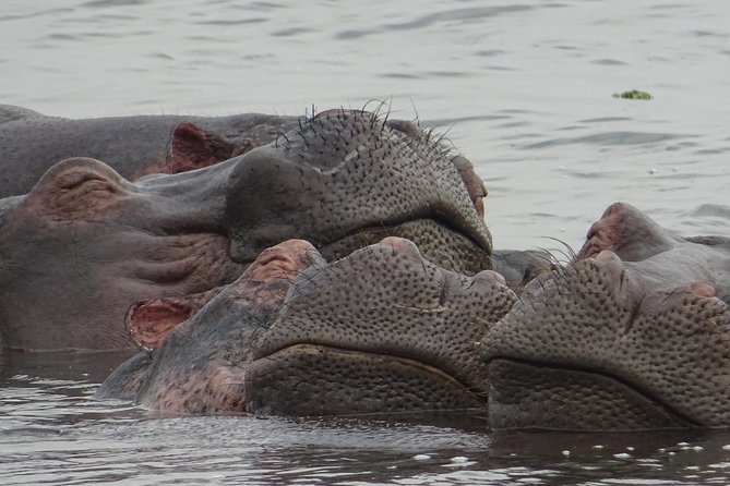 12 Days Memorable Experience Tour in Uganda - Meals Included