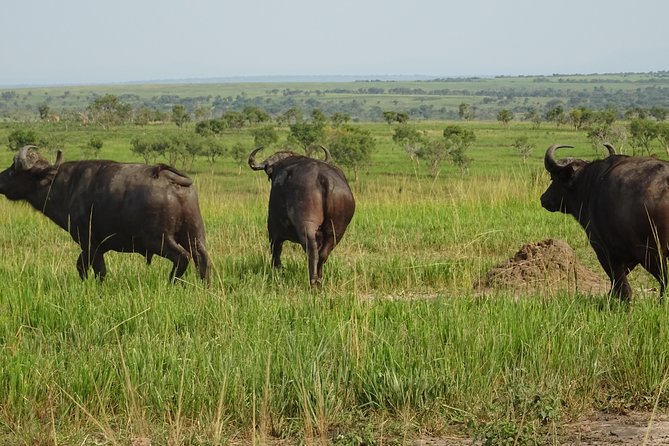 12 Days Memorable Experience Tour in Uganda - Transportation Information