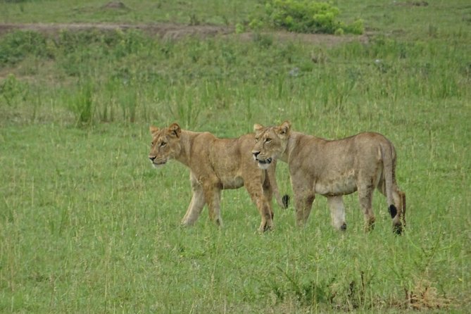 12 Days Memorable Experience Tour in Uganda - Activity Options