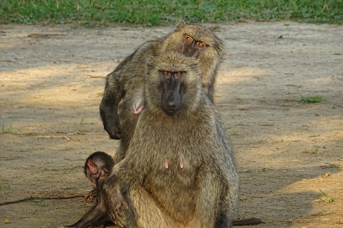 12 Days Memorable Experience Tour in Uganda - Cultural Experiences