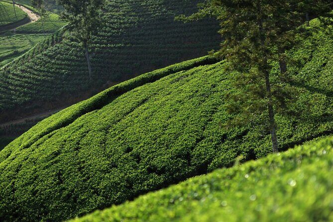 12 Days Private Escape Tour- Best of Sri Lanka - A Detailed Breakdown of the 12-Day Itinerary