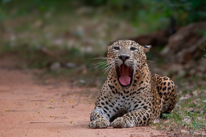 12 Days Private Escape Tour- Best of Sri Lanka - Final Thoughts