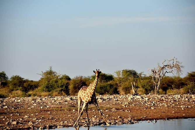 12 Days Self Drive Tour Namibia In Plus - Inclusions and Exclusions