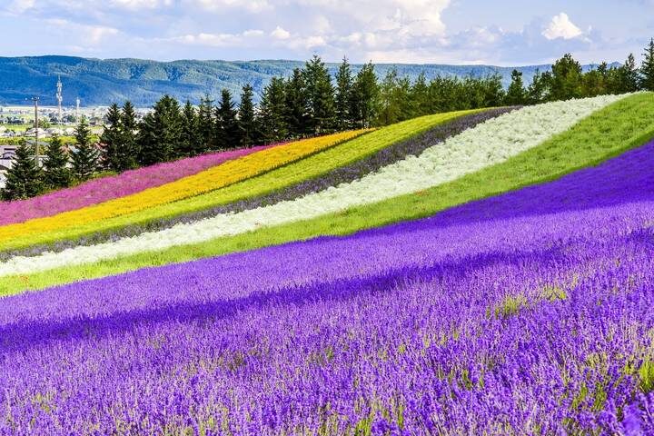12 Days Summer Tokyo and Hokkaido Tour by UME Travel - What to know before you book