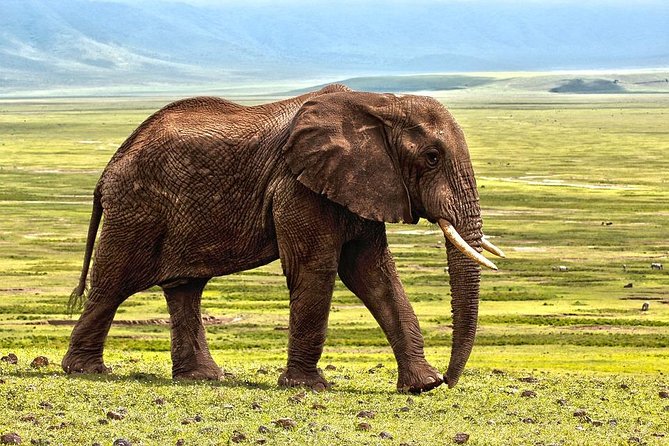 12 Days Tanzanias Northern Circuit and Southern Safari Tour - Safari Excursions