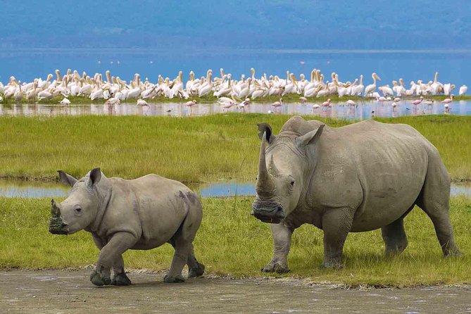 12 Days Tanzanias Northern Circuit and Southern Safari Tour - Booking and Contact Details