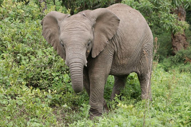 12 Days Tanzanias Northern Circuit and Southern Safari Tour - Frequently Asked Questions
