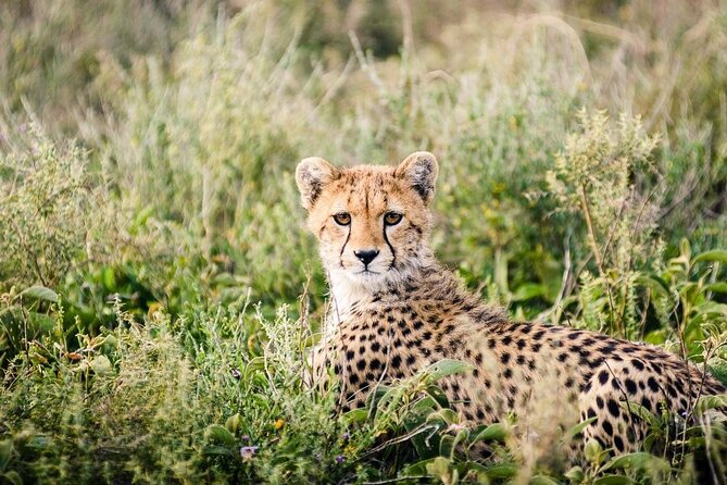 12 Days Wildlife Safaris And Culture Tour - Wildlife Encounters