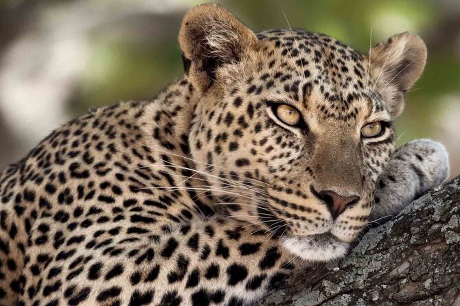 12 Days Wildlife Safaris And Culture Tour - Dining Experiences