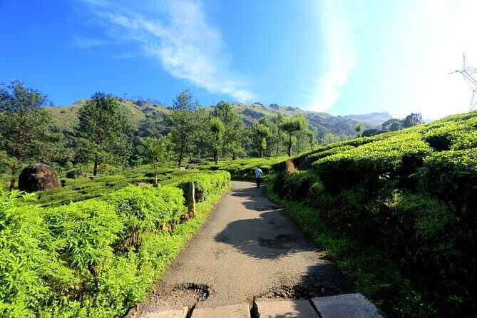 12 Hours Private Munnar Tour from Kochi - A Balanced Look at the 12-Hour Munnar Tour